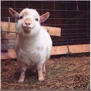 Meet your Posher, Safa